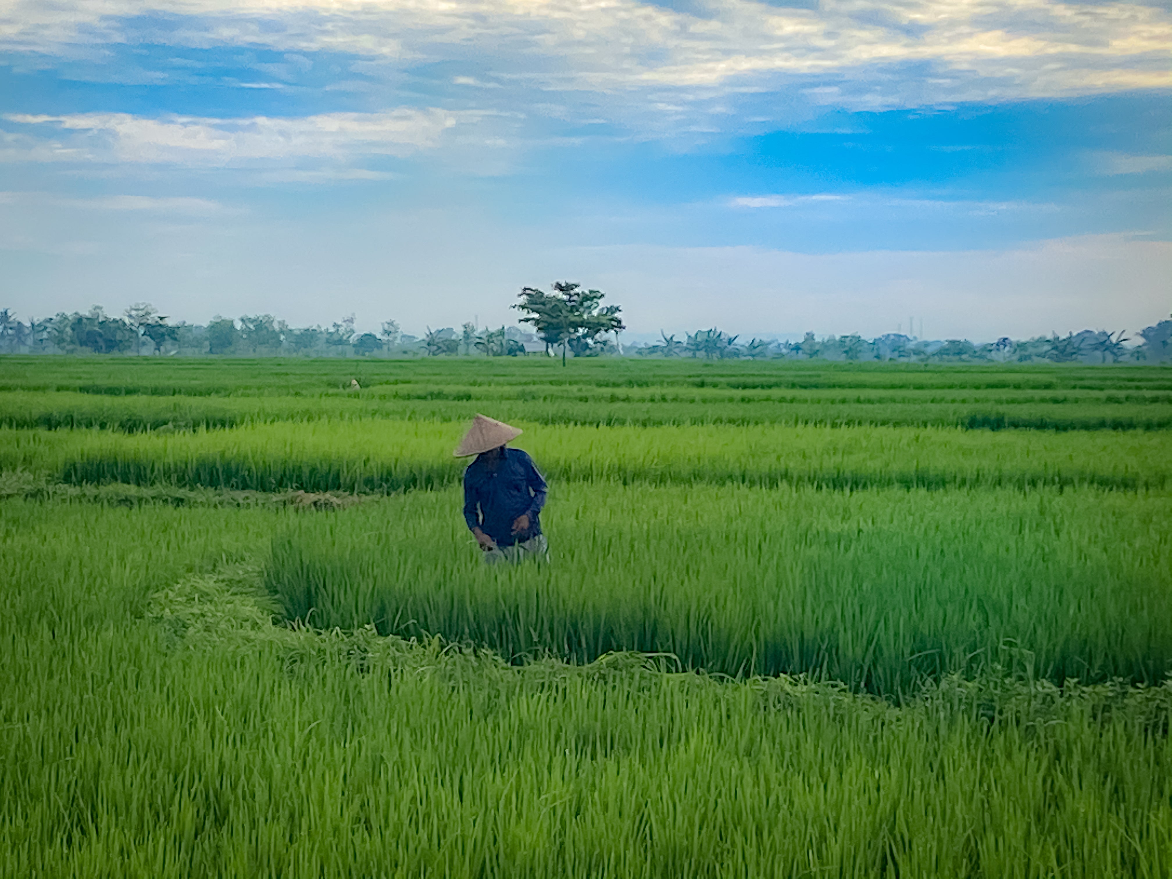 Lombok interior landscape: Qunafa cyclists traversing quiet mountain roads past palm groves